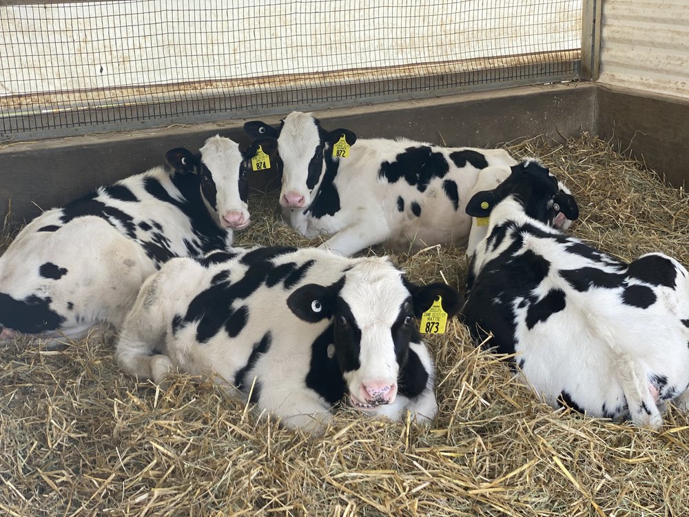 Cows resting at Pleasant Lane Farms
